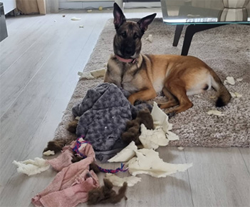 Opstandige puberhond