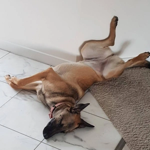 Een goede start voor een nieuwe puppy in huis